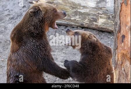 Torgau, Allemagne. 31 mars 2021. Bear Benno (l) soutient avec sa petite sœur Bea dans la fosse à ours nouvellement conçue au château de Hartenfels. Les trois ours Torgau ont pu prendre possession de leur maison rénovée pour la première fois le même jour. De nouvelles retraites et de nouvelles possibilités d'occupation, telles que des égratignures de poteaux et des souches de racines, ont été créées. La rénovation a coûté 70,000 euros et a été effectuée pendant la période d'hibernation des ours. Le maintien des ours a une longue tradition à Torgau, qui remonte au XVe siècle. Credit: Jan Woitas/dpa-Zentralbild/dpa/Alay Live News Banque D'Images