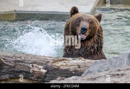 Torgau, Allemagne. 31 mars 2021. Bear Benno prend un bain dans le nouveau puits d'ours au château de Hartenfels. Les trois ours Torgau ont pu prendre possession de leur maison rénovée pour la première fois le même jour. De nouvelles retraites et de nouvelles possibilités d'occupation, telles que des égratignures de poteaux et des souches de racines, ont été créées. La rénovation a coûté 70,000 euros et a été effectuée pendant la période d'hibernation des ours. Le maintien des ours a une longue tradition à Torgau, qui remonte au XVe siècle. Credit: Jan Woitas/dpa-Zentralbild/dpa/Alay Live News Banque D'Images