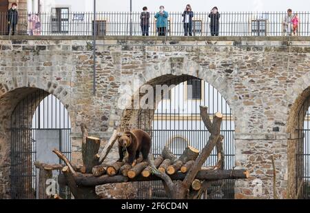 Torgau, Allemagne. 31 mars 2021. Bear Benno explore la nouvelle fosse à ours du château de Hartenfels. Les trois ours Torgau ont pu prendre possession de leur maison rénovée pour la première fois le même jour. De nouvelles retraites et de nouvelles possibilités d'occupation, telles que des égratignures de poteaux et des souches de racines, ont été créées. La rénovation a coûté 70,000 euros et a été effectuée pendant la période d'hibernation des ours. Le maintien des ours a une longue tradition à Torgau, qui remonte au XVe siècle. Credit: Jan Woitas/dpa-Zentralbild/dpa/Alay Live News Banque D'Images