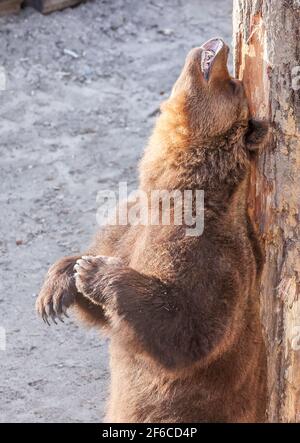 Torgau, Allemagne. 31 mars 2021. L'ours Benno se frotte contre un grattage dans le nouveau puits d'ours du château de Hartenfels. Les trois ours de Torgau ont pu prendre possession de leur maison rénovée pour la première fois le même jour. De nouvelles retraites et de nouvelles possibilités d'occupation, telles que des égratignures de poteaux et des souches de racines, ont été créées. La rénovation a coûté 70,000 euros et a été effectuée pendant la période d'hibernation des ours. Le maintien des ours a une longue tradition à Torgau, qui remonte au XVe siècle. Credit: Jan Woitas/dpa-Zentralbild/dpa/Alay Live News Banque D'Images