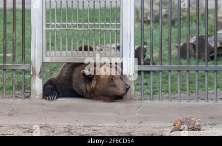 Torgau, Allemagne. 31 mars 2021. Bear Benno a hâte d'explorer la nouvelle fosse à ours du château de Hartenfels. Les trois ours Torgau ont pu prendre possession de leur maison rénovée pour la première fois le même jour. De nouvelles retraites et de nouvelles possibilités d'occupation, telles que des égratignures de poteaux et des souches de racines, ont été créées. La rénovation a coûté 70,000 euros et a été effectuée pendant la période d'hibernation des ours. Le maintien des ours a une longue tradition à Torgau, qui remonte au XVe siècle. Credit: Jan Woitas/dpa-Zentralbild/dpa/Alay Live News Banque D'Images