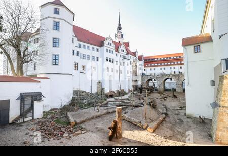 Torgau, Allemagne. 31 mars 2021. L'ours Benno se frotte contre un grattage dans le nouveau puits d'ours du château de Hartenfels. Les trois ours de Torgau ont pu prendre possession de leur maison rénovée pour la première fois le même jour. De nouvelles retraites et de nouvelles possibilités d'occupation, telles que des égratignures de poteaux et des souches de racines, ont été créées. La rénovation a coûté 70,000 euros et a été effectuée pendant la période d'hibernation des ours. Le maintien des ours a une longue tradition à Torgau, qui remonte au XVe siècle. Credit: Jan Woitas/dpa-Zentralbild/dpa/Alay Live News Banque D'Images