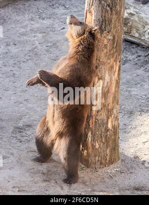 Torgau, Allemagne. 31 mars 2021. L'ours Benno se frotte contre un grattage dans le nouveau puits d'ours du château de Hartenfels. Les trois ours de Torgau ont pu prendre possession de leur maison rénovée pour la première fois le même jour. De nouvelles retraites et de nouvelles possibilités d'occupation, telles que des égratignures de poteaux et des souches de racines, ont été créées. La rénovation a coûté 70,000 euros et a été effectuée pendant la période d'hibernation des ours. Le maintien des ours a une longue tradition à Torgau, qui remonte au XVe siècle. Credit: Jan Woitas/dpa-Zentralbild/dpa/Alay Live News Banque D'Images