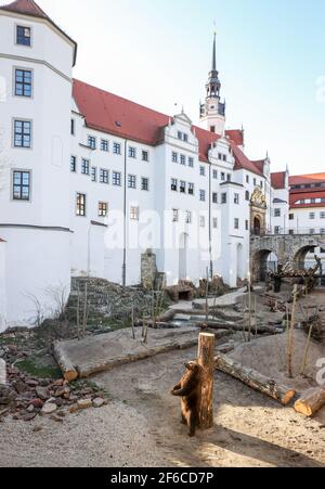 Torgau, Allemagne. 31 mars 2021. L'ours Benno se frotte contre un grattage dans le nouveau puits d'ours du château de Hartenfels. Les trois ours de Torgau ont pu prendre possession de leur maison rénovée pour la première fois le même jour. De nouvelles retraites et de nouvelles possibilités d'occupation, telles que des égratignures de poteaux et des souches de racines, ont été créées. La rénovation a coûté 70,000 euros et a été effectuée pendant la période d'hibernation des ours. Le maintien des ours a une longue tradition à Torgau, qui remonte au XVe siècle. Credit: Jan Woitas/dpa-Zentralbild/dpa/Alay Live News Banque D'Images