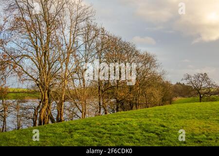 Rangée de saules et d'aulnes au bord d'un champ vert au bord d'une rivière, en fin d'après-midi soleil d'hiver en Écosse Banque D'Images