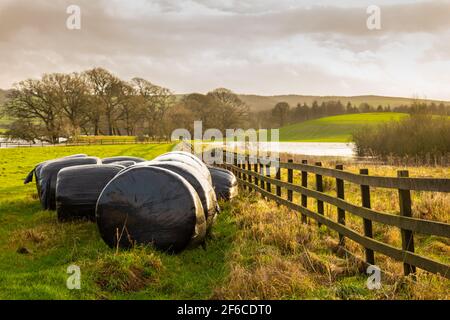 Balles d'ensilage à côté d'une clôture en bois dans un champ vert, au coucher du soleil, un après-midi hivernal nuageux, Dumfries et Galloway, en Écosse Banque D'Images