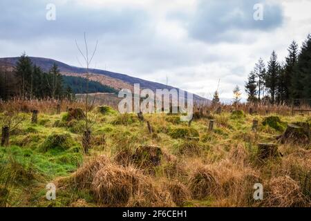 Régénération d'une ancienne plantation de conifères d'épinette de sitka, déboisée et claire, dans le parc forestier de Galloway, en Écosse Banque D'Images