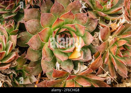 Fond coloré de plantes succulentes. Arrière-plan de l'usine. Cactus succulents dans le jardin. Arrangement floral.gros plan de l'écheveria succulent. Macro Banque D'Images