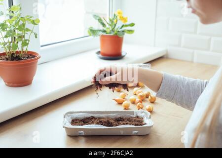 Mettre un terreau en pot dans un carton d'œufs pour planter des légumes verts à la maison. Tutoriel étape par étape Banque D'Images