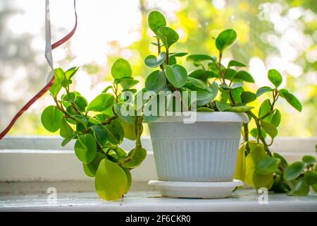 Plante intérieure peperomia dans un pot blanc sur le seuil de la fenêtre par la fenêtre Banque D'Images