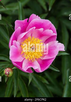 PAEONIA LACTIFLORA pivoine chinoise Banque D'Images