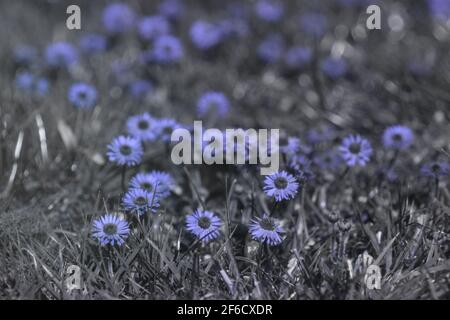 Fleurs vues sous la lumière ultraviolette seulement où certaines fleurs sont en pâquerette rerefléter l'énergie lumineuse tandis que d'autres primula l'absorbent et apparaissent en noir Banque D'Images