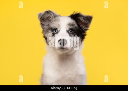 Portrait d'un jeune chiot collie sur une bordure jaune arrière-plan Banque D'Images