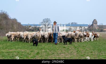 Zerbst, Allemagne. 26 mars 2021. Rainer Frischbier, maître berger, conduit ses animaux au pâturage. Il porte toujours le chapeau de berger traditionnel et la poussière du berger. Il est accompagné de ses deux chiens erding. Ils s'assurent qu'aucun des moutons ou des chèvres Boer ne s'échappe du troupeau. Credit: Stephan Schulz/dpa-Zentralbild/ZB/dpa/Alay Live News Banque D'Images