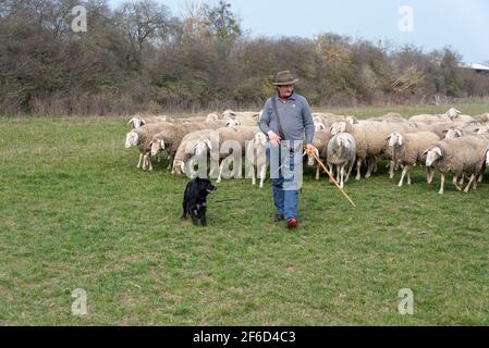 Zerbst, Allemagne. 26 mars 2021. Rainer Frischbier, maître berger, conduit ses animaux au pâturage. Il porte toujours le chapeau de berger traditionnel et la poussière du berger. Il est accompagné de ses deux chiens erding. Ils s'assurent qu'aucun des moutons ou des chèvres Boer ne s'échappe du troupeau. Credit: Stephan Schulz/dpa-Zentralbild/ZB/dpa/Alay Live News Banque D'Images