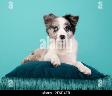 Un jeune chiot collie, allongé sur une bordure bleue oreiller sur fond bleu Banque D'Images