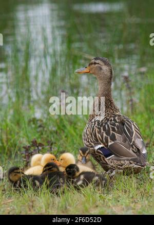 Mère canard avec des canetons nouveaux nés à l'extérieur dans un parc Banque D'Images