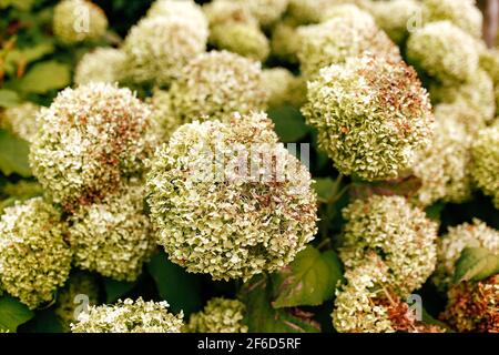 Fleurs d'hortensia blanches tombées en automne. Photo de haute qualité Banque D'Images