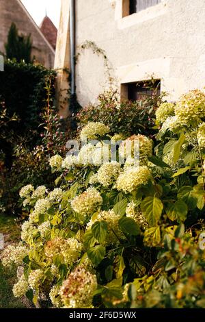 Des fleurs d'hortensia blanches tombées à l'automne près de la vieille maison. Photo de haute qualité Banque D'Images