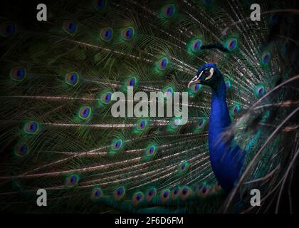 Peacock portrait avec ses plumes tenu haut dans un motif plein format Banque D'Images