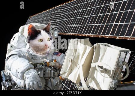 cat dans un espace sur une station spatiale dans l'espace, Elements De cette image fournie par l'illustration de la NASA Banque D'Images