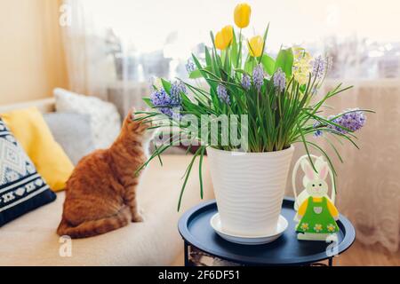 Décoration de Pâques. Chat regardant le pot avec fleurs de printemps et lapin à la maison. Animaux de compagnie se détendant sur le canapé. Intérieur des fêtes Banque D'Images