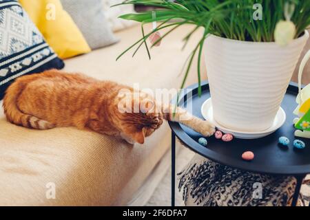 Décoration de Pâques. Chat jouant avec des oeufs par fleurs de printemps dans le pot à la maison. Animaux de compagnie s'amusant sur la table. Intérieur des fêtes Banque D'Images