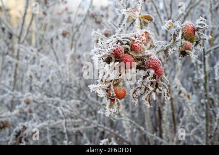 Hanches roses glacées recouvertes de givre le matin d'hiver, sur un fond flou de brousse. Banque D'Images