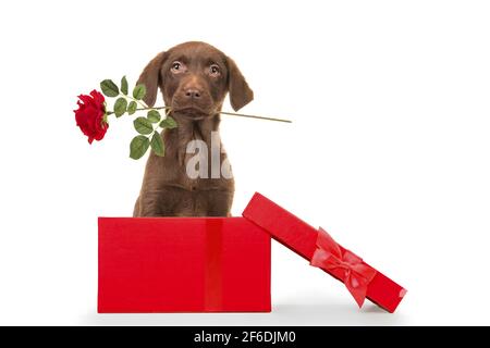 Mignon Labrador brun retriever chiot tenant une rose rouge dedans sa bouche dans une boîte rouge présente sur un blanc arrière-plan Banque D'Images