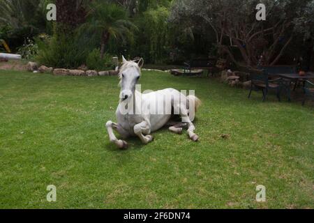 Un cheval blanc est couché sur l'herbe dans le cour Banque D'Images