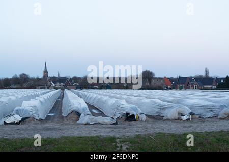 Agriculture au Brabant du Nord, champs de printemps couverts de film plastique noir pour la culture de légumes asperges blanches, pays-Bas Banque D'Images