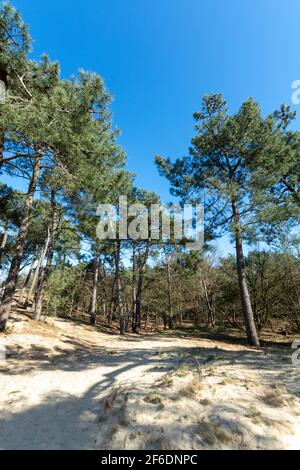 Sentiers de randonnée dans le parc national néerlandais Loonse en Drunense duinen avec dunes de sable jaune, forêt de pins et de vieilles plantes désertiques séchées, nature backgrou Banque D'Images