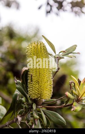 Floraison jaune arbuste australien Banksia Banksia côtier ou Intergifolia. Banque D'Images