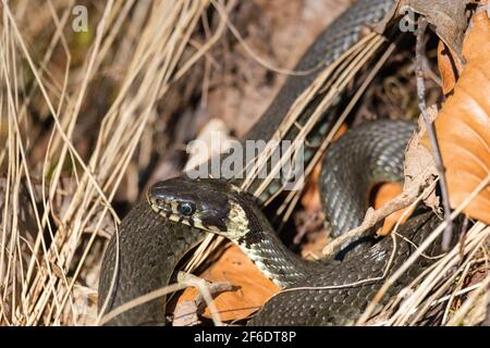 Serpent couché et bassière dans l'herbe au printemps Banque D'Images