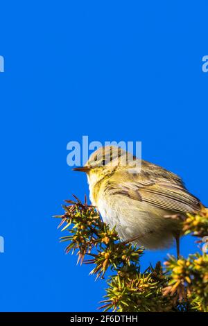 Gros plan sur un saule sur un genévrier contre un ciel bleu Banque D'Images