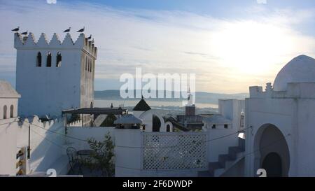 Mouettes perchées sur le toit d'un château comme bâtiment tôt le matin dans la Kasbah de Tanger, au Maroc. Un fond bleu vif du Mediter Banque D'Images