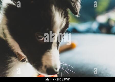 Une vue de côté d'un joli et moelleux jeune collie bordure chiot sur le canapé de leur nouvelle maison. Banque D'Images