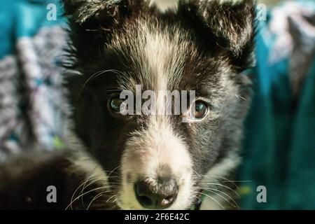 Gros plan d'un adorable petit chiot collie à la maison se fixe à l'appareil photo tout en étant assis sur un canapé. Banque D'Images