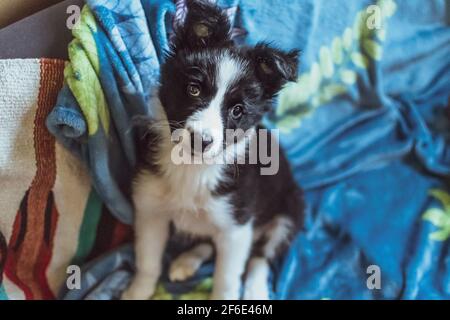 Une jolie et douce bordure jeune chiot collie assis sur une couverture qui regarde l'appareil photo Banque D'Images