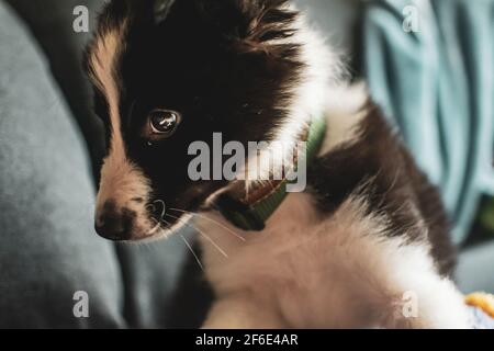 Un gros plan d'un petit chiot collie noir et blanc à la maison sur le canapé Banque D'Images