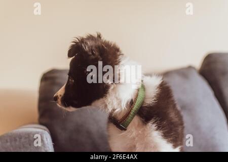 Un gros plan d'une jeune bordure noire et blanche collie verrouillez votre chiot à la maison avec sa tête tournée vers l'extérieur de l'appareil photo Banque D'Images