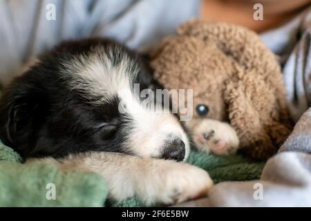 Un chiot collie très mignon petit bord dort avec un jouet doux sur une couverture verte fermement maintenue dans les bras de son nouveau propriétaire. Banque D'Images