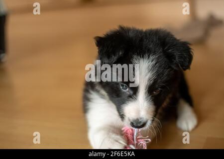 Un gros plan d'un jeune chiot collie mignon avec des oreilles de disquettes comme il chevait sur un jouet de teething le premier jour dans leur nouvelle maison. Banque D'Images