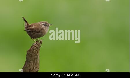 Un Wren est seul perché sur une branche cassée. Banque D'Images