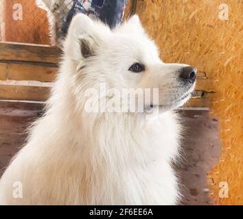 Joli chien blanc en forme de Samoyed pose assis sur le sol et regarde loin, image verticale Banque D'Images