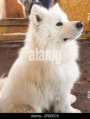 Joli chien blanc en forme de Samoyed pose assis sur le sol et regarde loin, image verticale Banque D'Images