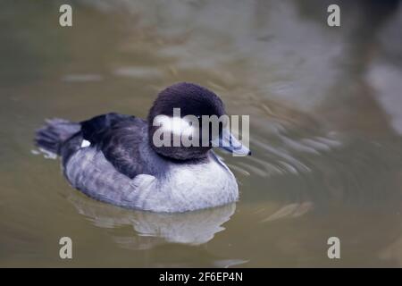 Une Bufflehead femelle, Bucephala albéola nageant Banque D'Images