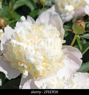 Pivoine blanche en fleurs, Paeonia, au début de l'été Banque D'Images