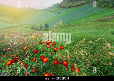 Fleurs fleuries dans une vallée, Marguerite de papier colorée balançant dans le vent au lever du soleil, scène rurale au printemps. Concentrez-vous sur les fleurs de Marguerite rouge. Banque D'Images