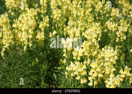 La graine de lin ou le dragon sauvage (Linaria vulgaris) est une herbe médicinale. Inflorescence des fleurs sauvages. Banque D'Images